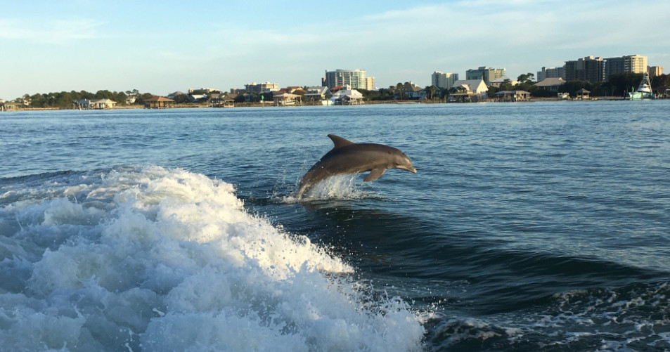 About Our Dolphins | Cruise Orange Beach