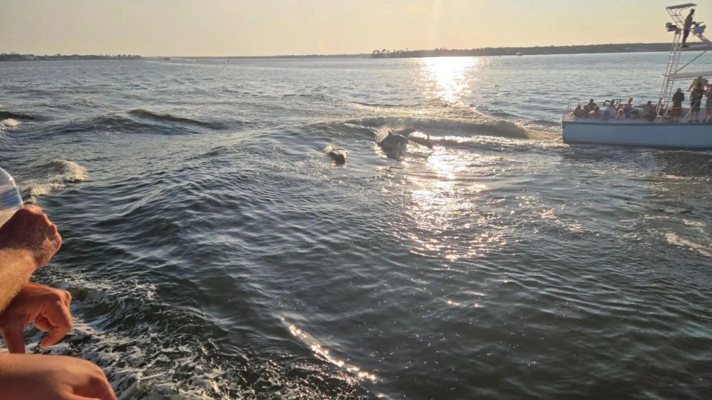 People on a boat watch dolphins swimming in the ocean at sunset.